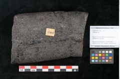 Foto (Objekt + Etikett) von Calamites sp.  (NHMW-GEO-2024-0188-11162)